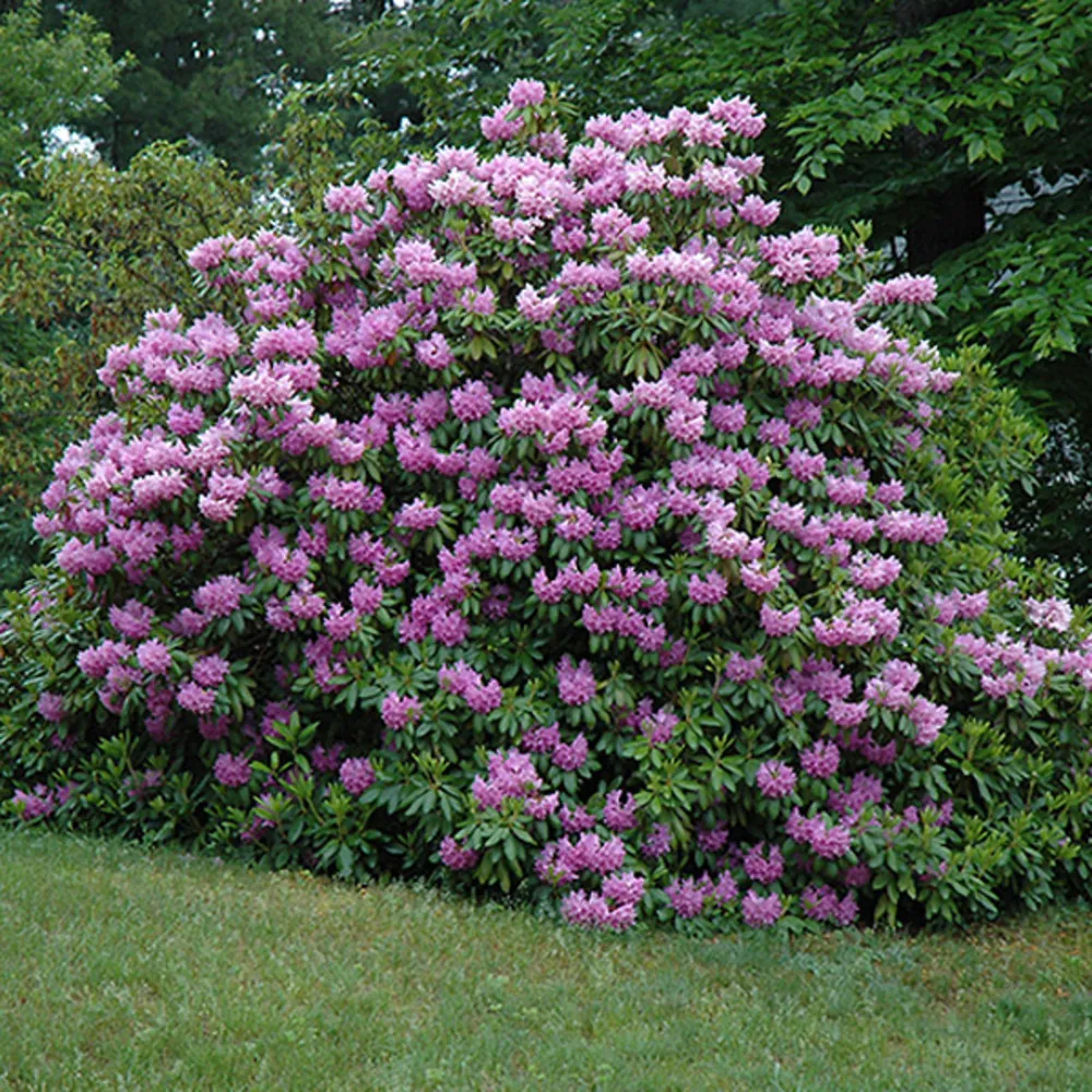 Rhododendron 'cat. Grandiflorum' - rhododendron 'catawbiense' grandiflorum - 60-80 cm pot